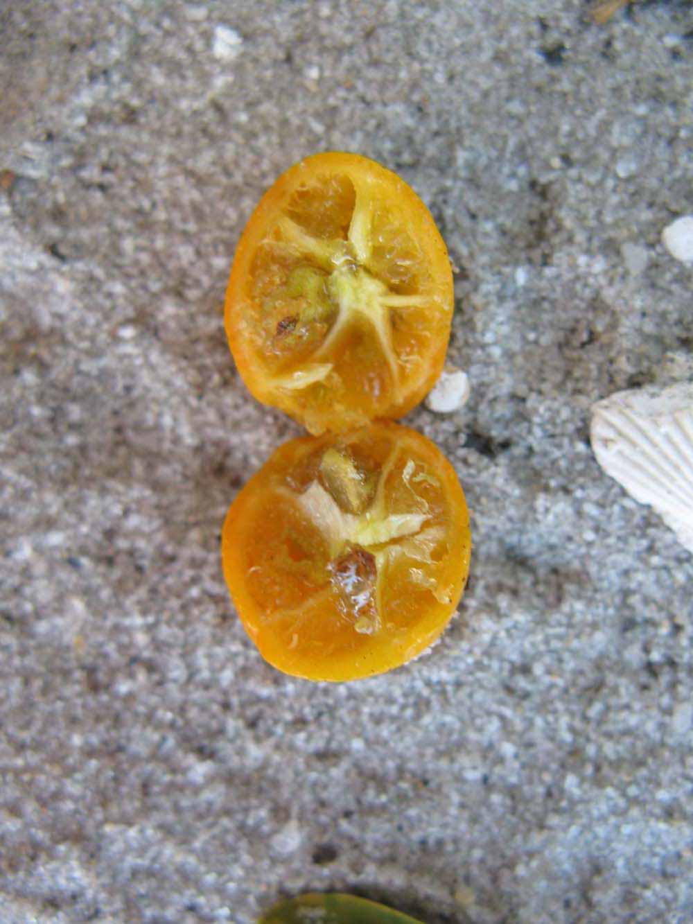              Fruit cross-section of  Fortunella japonica         (Marumi, Winter Haven, FL)       